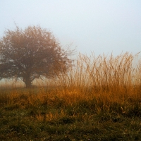 A tree in the fog in a park, Vienna, Austria