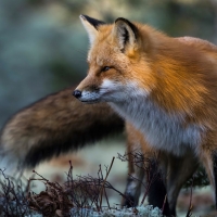 Fox
