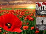 In Flanders Fields