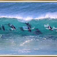 DOLPHINS AT TUROSS HEAD, NSW, AUSTRALIA