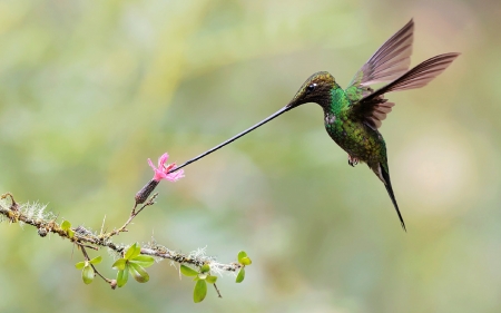 Sword Billed Hummingbird - bird, flower, nature, hummingbird