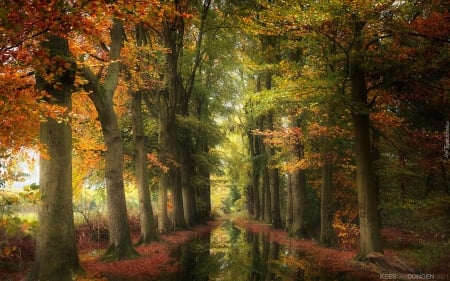 Avenue with Puddle - avenue, alley, autumn, road, puddle