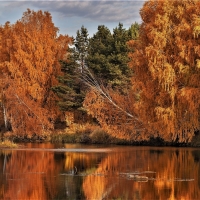 lakeside trees