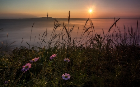 Sunset over lake - lake, sunset, flower, cosmos