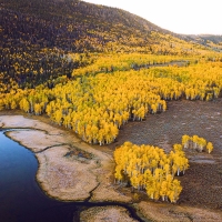 Large aspen grove during peak fall colors on the shore of Fish Lake in Utah