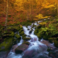 Forest stream in Spain