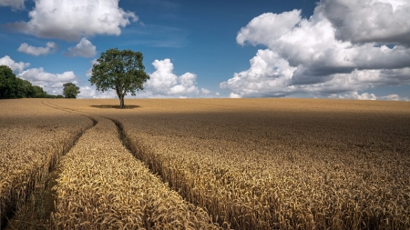 Wheat Field - food, wheat, field, grain