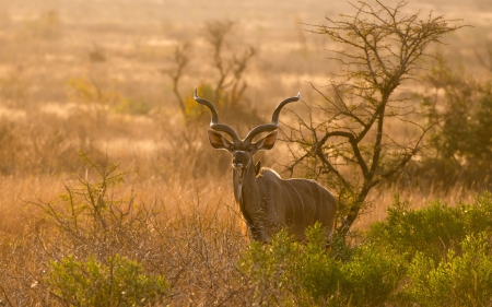 Deer - field, buck, animal, deer