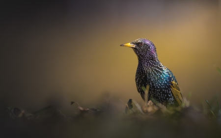 Starling - Birds & Animals Background Wallpapers on Desktop Nexus