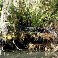 Corkscrew Swamp Sanctuary