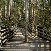 Corkscrew Swamp Sanctuary