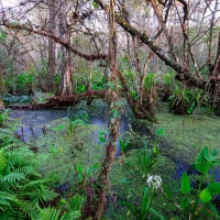 Corkscrew Swamp Sanctuary