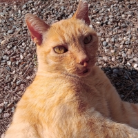 Cat is cat