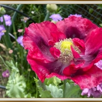 LOVELY POPPY