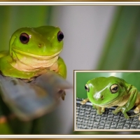 FRAMED FROGS