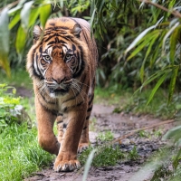 Sumatran Tiger