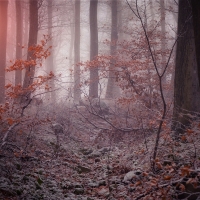 Fog between trees