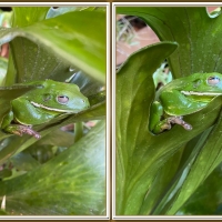 FRAMED FROGS