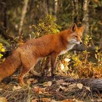 Fox