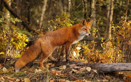 Fox - animal, nature, forest, fox