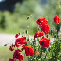 Poppy flowers