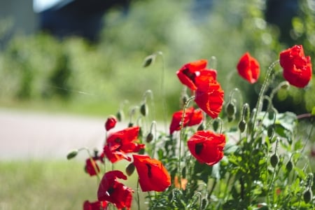 Poppy flowers