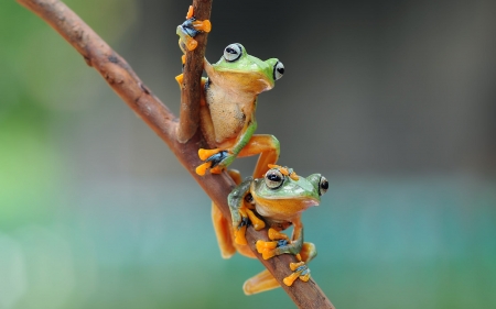 Frogs - frogs, animal, nature, photography