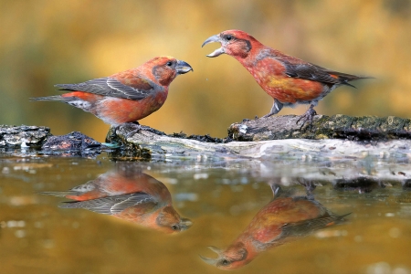 Male Crossbills