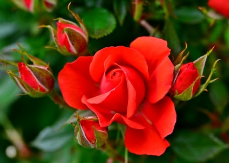 Roses closeup - roses, beautiful, buds, fragrance, petals, leaves, scent, garden, red