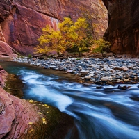 Fall in the Zion National Park Narrows, Utah