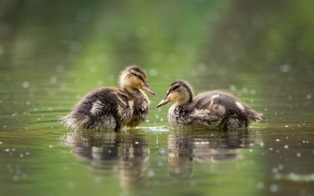 Ducks - birds, animal, water, ducks