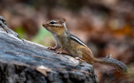 Chipmunk - animal, Canada, wood, macro, chipmunk