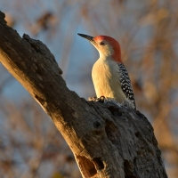 Red-bellied Woodpecker