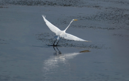 Egret - bird, egret, water, flight