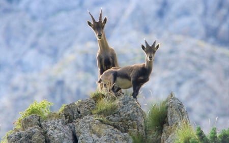 Mountain Goats - goats, mountains, animals, two