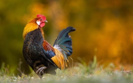 Rooster - chicken, animal, rooster, nature