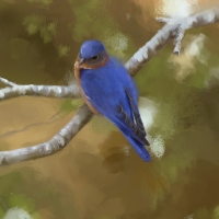 Blue bird