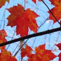 Sugar Maple Leaves in Sunshine