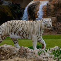 Bengal tiger