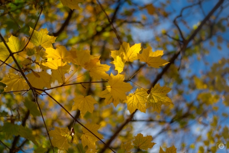 Yellow leaves on a tree