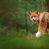 Fox