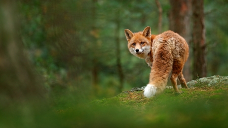 Fox - vulpe, animal, green, fox, orange