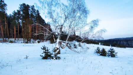 A frosty winter morning in the forest - landscape, trees, sky, snow