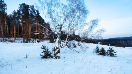 A frosty winter morning in the forest - snow, landscape, trees, sky