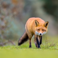 Fox