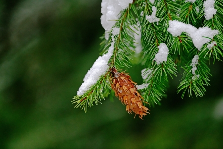 First Snow - Nature, First, tree, Snow