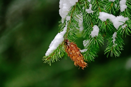 First Snow - First, Snow, Nature, tree