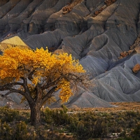 A lone cottonwood tree in Utah's badlands