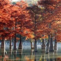 Autumn on lake with swamp Cypresses with reflection