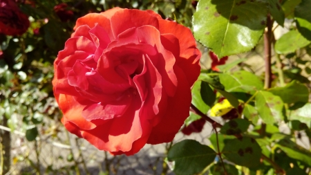 ONLYAROSE - beautiful, flowers, nature, red